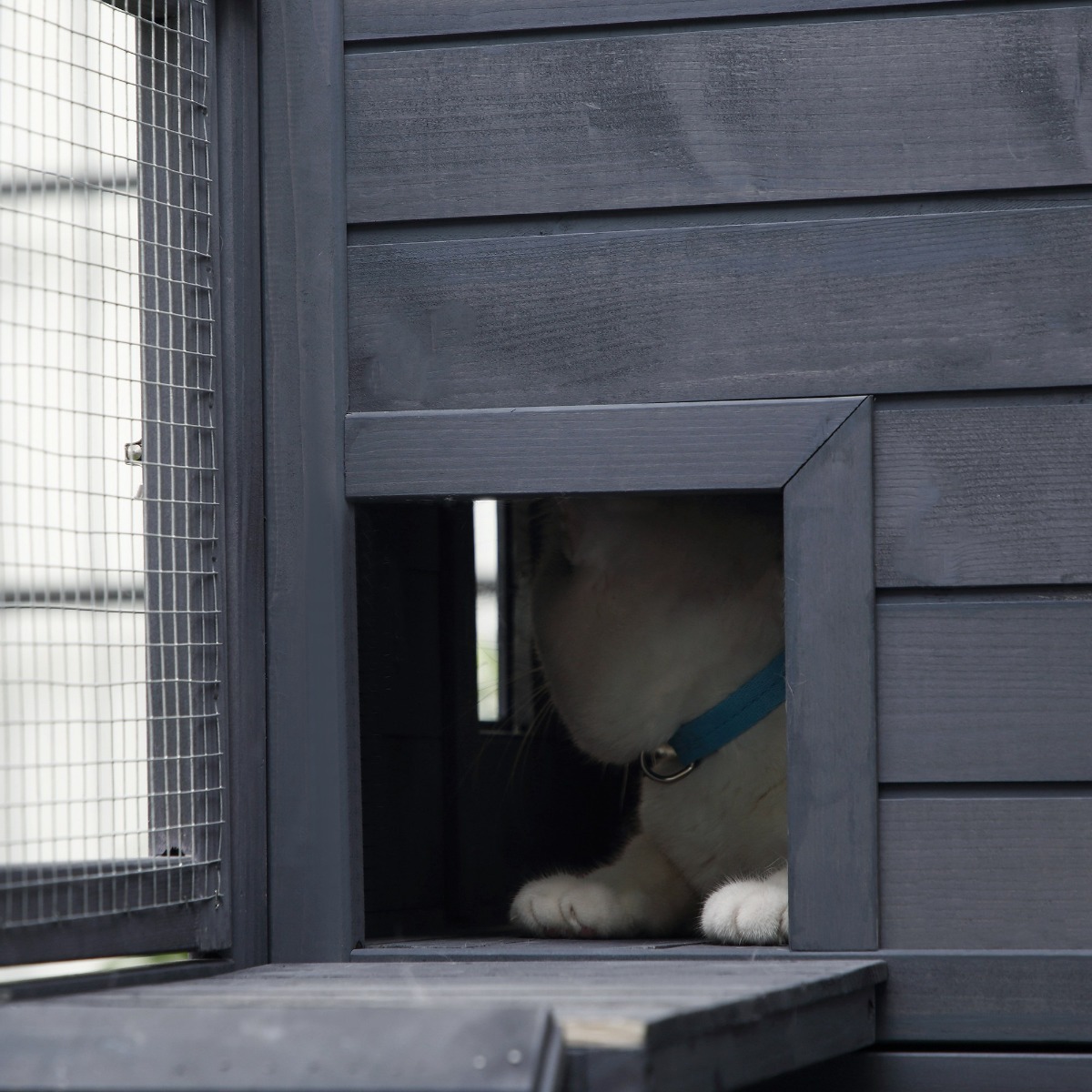 Kattenhuis Buiten, 3-laags Grote Catio, Kattenverblijf Met 360 Roterende Zwenkwielen 2 Platforms Een Rustbox En Een Grote Voordeur