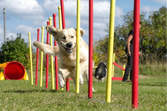 Dog Agility Sets and More Dog Agility Sets and More