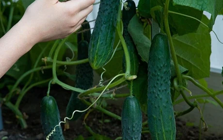 How to grow cucumbers in a greenhouse(Ultimate Guide)