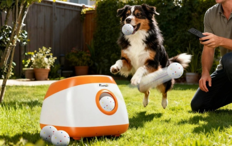 Pets have high energy and need activity
