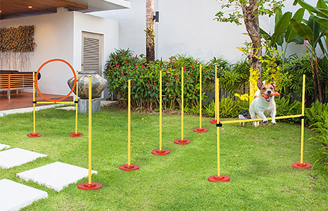 Dog Agility Training Equipment