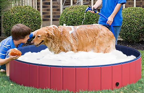 Dog Bathing Tubs & Swimming Pools