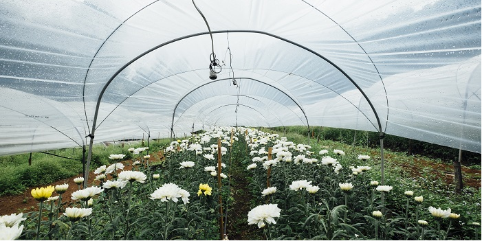 3.1 Membrane-Covered Greenhouses