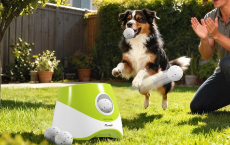 Pets have high energy and need activity