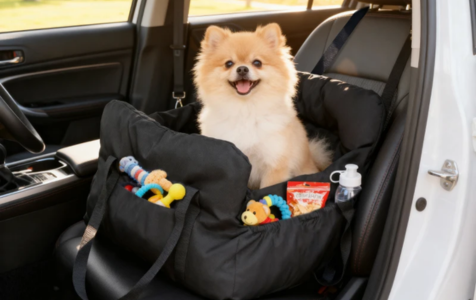 Pets feel anxious and lack a sense of security during outings