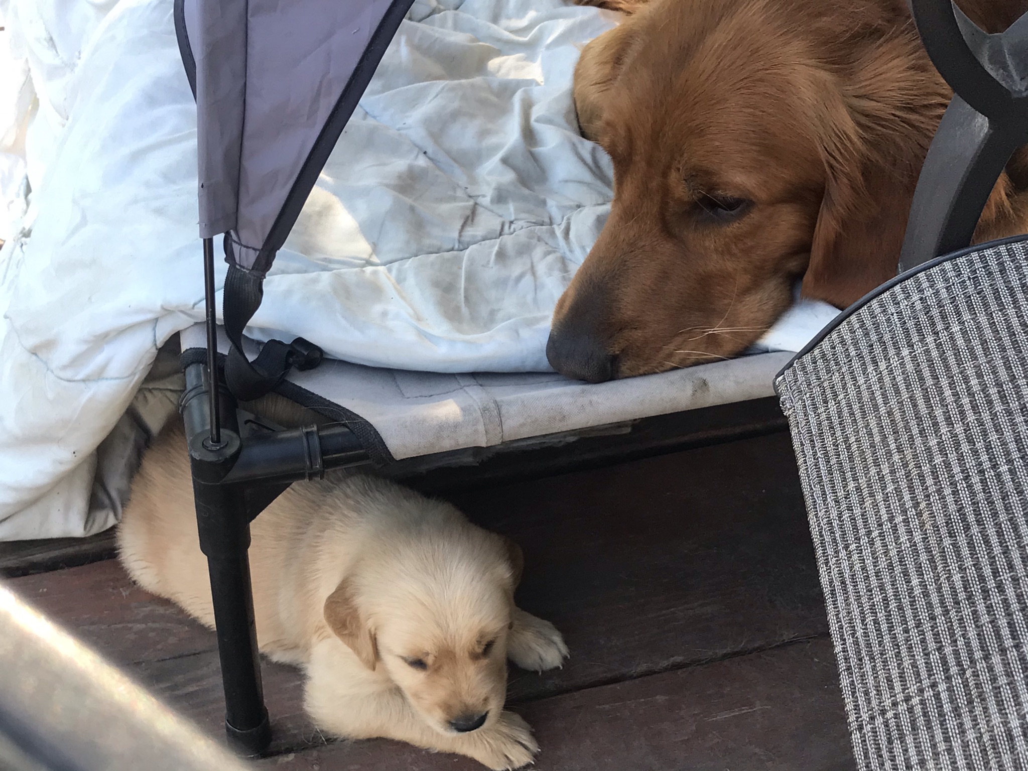 Elevated Dog Bed / Pet Bed with Canopy (XL