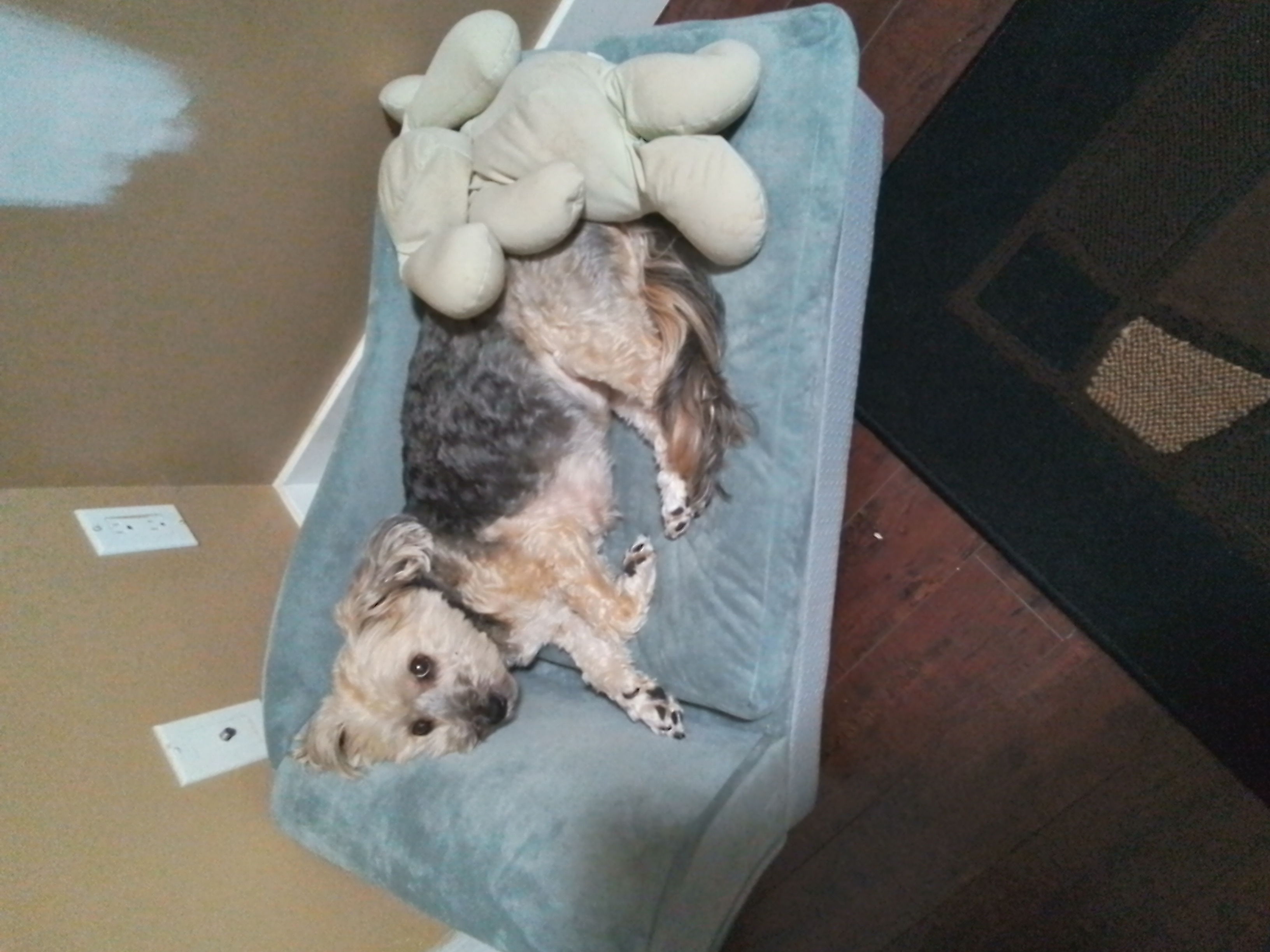 PawHut Dog Couch, Pet Sofa Bed for Small Dogs Cats with Storage, Cushion, Light Blue, 30" x 18