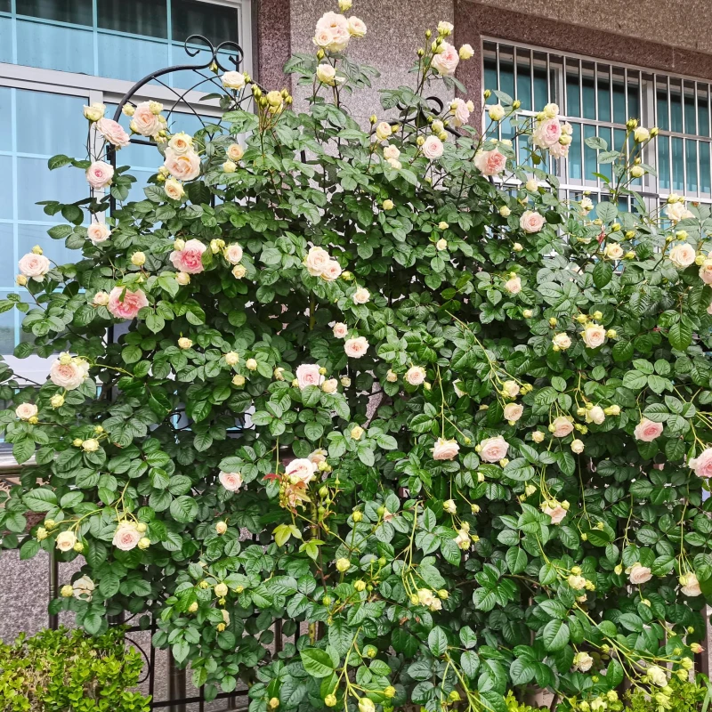 4 Pack Metal Garden Trellis with Galvanized Tube, Easy Assembly, Rustproof Climbing Plant Support, 80" L x 87" H, Black