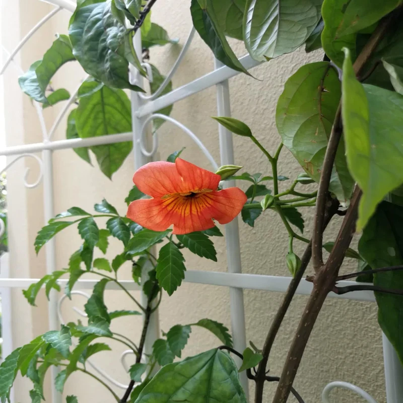 4 Pack Outdoor Rustproof Garden Trellis with Easy Assembly, Metal Flower Trellis for Climbing Plant, 80" L x 71" H, Cream White