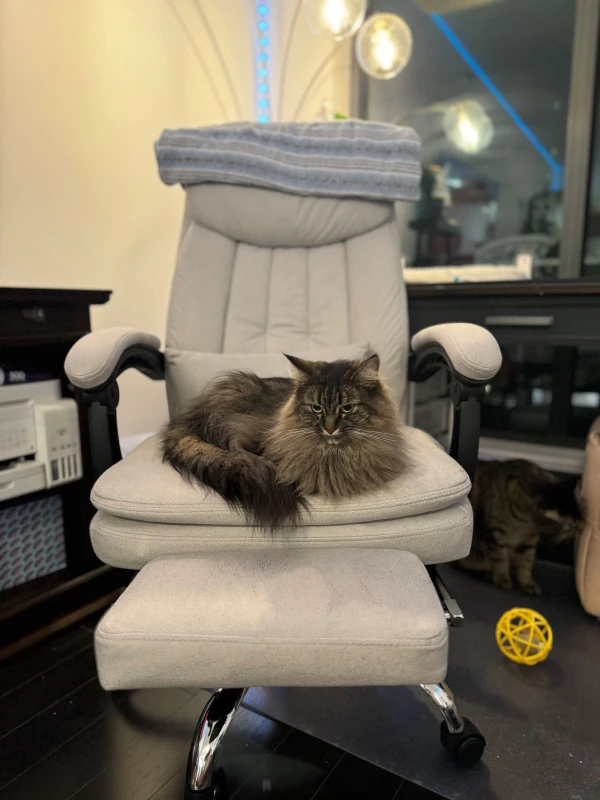 Vinsetto High Back Office Chair, Microfibre Computer Desk Chair with Lumbar Support Pillow, Foot Rest, Reclining Back, Arm, Light Grey