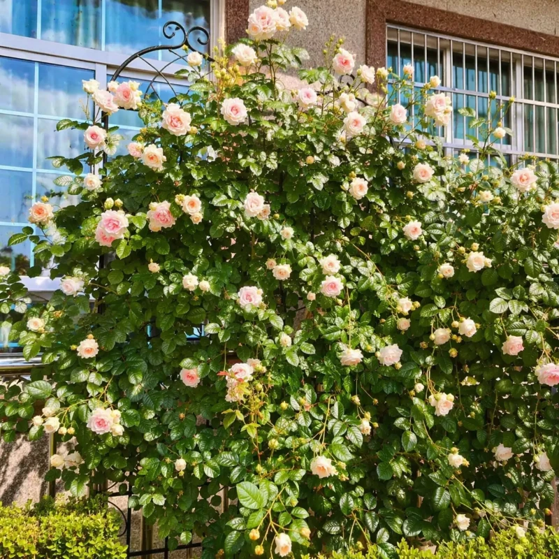 4 Pack Metal Garden Trellis with Galvanized Tube, Easy Assembly, Rustproof Climbing Plant Support, 80" L x 87" H, Black