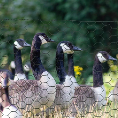 PawHut 39" x 82' Chicken Wire Fence, Dark Green Garden Fencing