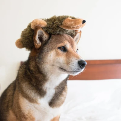 Durable Dog Toy with Fun Hedgehog Design, Brown