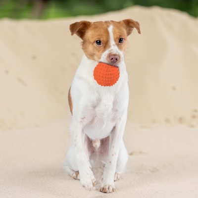 Tough Dog Toys for Aggressive Chewers, 4-Pack, Squeaky Non-Toxic Spiky Ball for Dental Health, 2.5" L x 2.5" W x 2.5" H, Multicolor