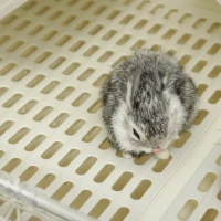 PawHut 2-Level Small Animal Cage Rabbit Hutch with Wheels, Removable Tray, Platform and Ramp for Bunny, Chinchillas, Ferret, White(m-13)