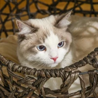 PawHut 20.5" Rattan Cat Bed, Kitten House, Elevated Round Condo for Comfort and Circulation with Cushion, Round Design(m-9)