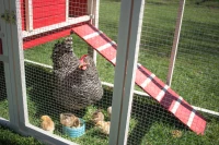 New Age Farm Sonoma Chicken Coop in Red and Maple(m-16)