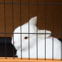 PawHut 47" 2-Story Rabbit Hutch, Wooden Bunny Cage, Guinea Pig House, with 2 Handles for Easy Movement, No Leak Tray, Openable Roof, Ramp, Feeding Shelf for Indoor/Outdoor, Orange(m-11)