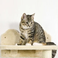 PawHut Wall-Mounted Cat Tree with Hammock for a Cute Cat Bed, Modern Cat Tree with Scratching Post & Cat Shelves, Climbing Playground Kitty Tower(m-8)