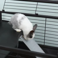 PawHut Metal Small Animal Cage, Rabbit Cage for Guinea Pig Chinchilla Hedgehog Bunny with Removable Wheels and Foldable Detachable Run Fence 46.5" L x 67" W x 24.5" H(m-9)