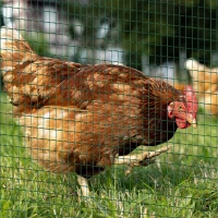 PawHut PVC Coated Steel Chicken Rabbit Mesh Fencing Wire Garden Galvanized Fence Border(m-11)