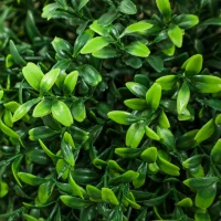 HOMCOM Set of 2 Artificial Ball Boxwood Topiary Trees, Fake Plants in Pot for Indoor Outdoor Living Room Green(m-8)