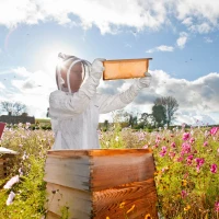 Outsunny Bee Suit for Men & Women, Beekeeping Jacket with Gloves & Ventilated Veil Hood, Multi-Size Protective Outfit, XXXL, Cream White(m-2)
