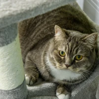 PawHut Tall Cat Tree for Indoor Cats, 56" Multi-Level Cat Tower with Hammock, Cat Bed, Cat Condo with Sisal Scratching Posts, Grey(m-9)