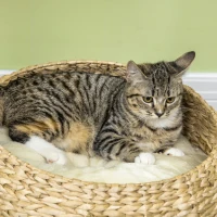 PawHut 28" Cat Tree with Scratching Post, Cat Tower with Double Beds, Beige(m-10)