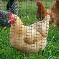 PawHut PVC Coated Steel Chicken Rabbit Mesh Fencing Wire Garden Galvanized Fence Border(m-12)