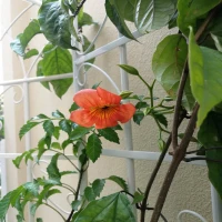 2 Pack Rustproof Metal Garden Flower Trellis with Easy Assembly, Outdoor Climbing Plant Support, 40" L x 71" H, Cream White(m-9)