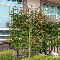 4 Pack Metal Garden Trellis with Galvanized Tube, Easy Assembly, Rustproof Climbing Plant Support, 80" L x 87" H, Black(m-6)