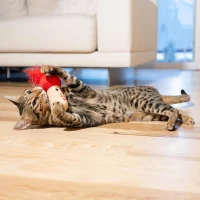 Catstages Mushroom Kicker Toy with Catnip, Dental Mesh, Plush and Feather Cat Toy for Kicking, Tossing, Teeth Cleaning, 3" L x 3" W x 5" H, Red(m-1)