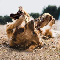 5-Pack Dog Durable Squeak Toys Bundle with Squeakers, No Stuffing Plush Chew Toys for Small to Large Breeds, 18" L x 4" W x 1" H, Multicolor(m-1)