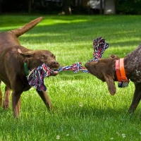 2 Pack Tug of War Toy with Teeth Cleaning Feature, Heavy Duty Dog Rope Toys for Large Breed Chewers, 6" L x 6" W x 2" H, Green+Red(m-1)