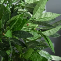 Outsunny 3FT Artificial Laurel Tree Set of 2, Lifelike Fake Plant with 564 Leaves, Potted Fake Plant for Home Office Decor, Green(m-10)