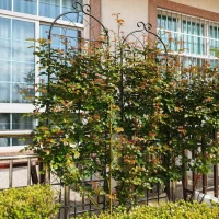 4 Pack Metal Garden Trellis with Galvanized Tube, Easy Assembly, Rustproof Climbing Plant Support, 80" L x 87" H, Black(m-6)