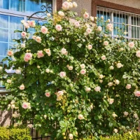 4 Pack Metal Garden Trellis with Galvanized Tube, Easy Assembly, Rustproof Climbing Plant Support, 80" L x 87" H, Black(m-7)