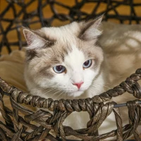 PawHut 20.5" Rattan Cat Bed, Kitten House, Elevated Round Condo for Comfort and Circulation with Cushion, Round Design(m-9)
