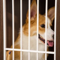 PawHut 34'' Wooden Dog Cage, Modern Wire Dog Crate, Pet Kennel with Door, Lock, Adjustable Foot Pads, for Small and Medium Dogs, Coffee and White(m-9)